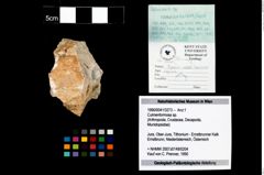 Foto (Objekt + Etikett) von Culmenformosa sp.  (NHMW-GEO-1990-0041-3273)